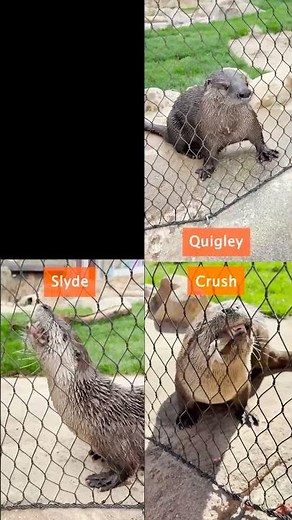 River Otter Fish-Eating Contest at John Ball Zoo