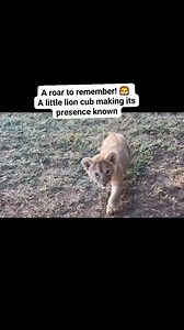 3.3K views · 155 reactions | A roar to remember! 女 A little lion cub...