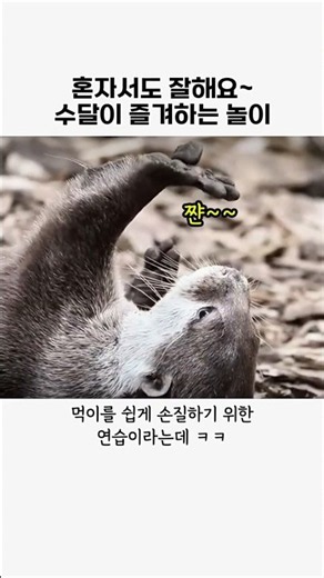 수달이 저글링하는이유 #수달#동물#귀여운동물#animal#유머#힐링