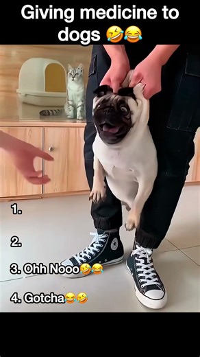 🐶💊 Ranking funny ways to give medicine to dogs 🤣
