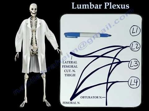Lumbar Plexus - Everything You Need To Know - Dr. Nabil Ebraheim
