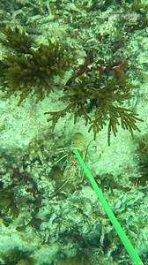 14K views · 69 reactions | Spearfishing Off Key Largo | South Florida Fishing Channel | Facebook