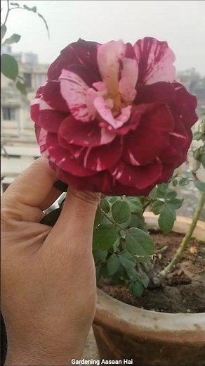 😲Secret Fertilizer for rose plant || how I fertilize my rose plant