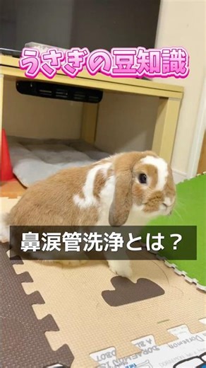 うさぎの飼い方で99％の人が知らない豆知識【鼻涙管洗浄】 #うさぎ #bunny #ホーランドロップ #ロップイヤー #shorts