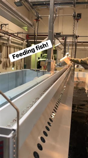 We refill the fish feeders every morning. Every fifteen minutes, the feeder will dispense a small amount of food to the fish in the tank below, helping all the fish maintain consistent growth. The feeder will empty after about ten hours, but at that point, every fish has gotten an opportunity to eat and they won’t need more until the morning. | Jake Wolf Memorial Fish Hatchery