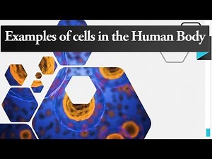 Examples of Cells in the Human Body - Function of Cell in Human Body
