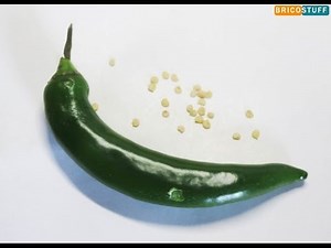 Jardinage et semis : Comment collecter des graines de piment