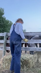 1.8K views · 36 reactions | From sunrise to sunset, SaskTel customer A Dairy on the Prairie takes us along for a day in the life of a dedicated Saskatchewan dairy farmer. Embracing the blend of tech and agricultural advancements, Neline uses her device and trusted network to connect with people across the world as she offers an inside look into her everyday life. | SaskTel | Facebook
