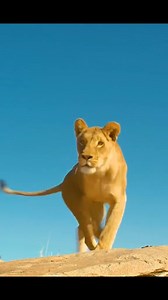 7K views · 183 reactions | What is the lion attacking | Wild Africa | Facebook