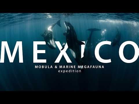Mexico Mobula & Marine Megafauna Expedition - 2026