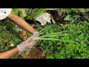 How I Grow Scallion From Scratch #Scallion #OrganicLiving