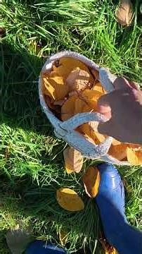 Picking and pressing leaves for future art projects- Living a sustainable life