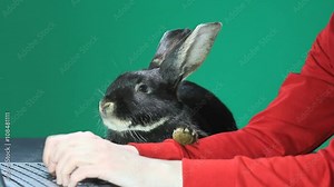 Cute black rabbit lying near the girl who is typing on a laptop