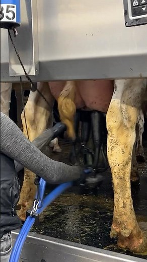 🐄 Milking 101| Farm Girls Use High-Tech Milking Machines