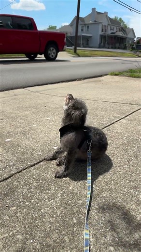 Clyde, sunbathing, and landscaping work. #morkie #spring
