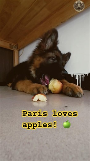 Baby German Shepherd enjoying his healthy apple snack! 🍎✨ #shorts