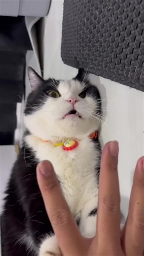 ส่วนที่ 2 | ต่อจากคลิปที่แล้ว #ดิกกี้ #แมวน่ารัก #แมวโมโห #cat #cattok