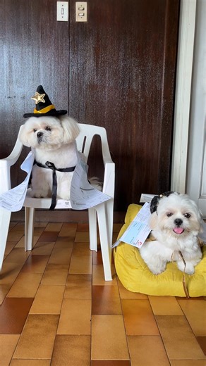 46K views · 2.6K reactions | costume namin ngayong 'Halloween' 藍 #reelsvideoシ #dogreels #fypシ゚ | Cooper and Casper with Chester | Facebook