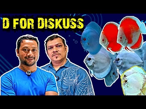 DISCUS FISH FOR SALE | HIGH QUALITY DISCUS FISH | MALYASIAN DISCUS FISH | D FOR DISKUS | DISCUS FISH