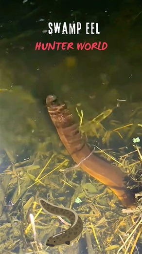 swamp eel / #bushcraft #nature #wildlife #animals #fish #fishing #fyp