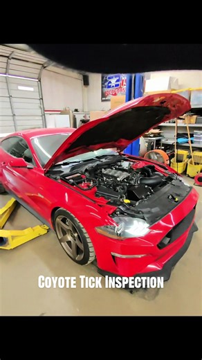 Coyote Tick Inspection on 2018 Mustang GT