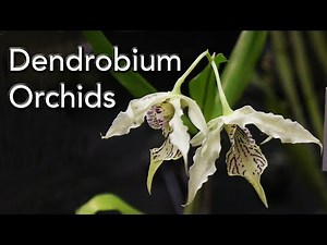 Dendrobium Orchid Varieties