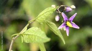 Bittersüßer Nachtschatten, Solanum dulcamara, Heilpflanze, Nahaufnahme der Blüte Stock Video