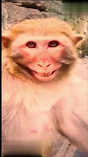 Monkey Laughing #tiktok #funnyvideos #foryou #viral #viralvideo #fyp