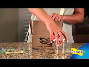 Tips for Raising Butterflies with Insect Lore's Butterfly Garden