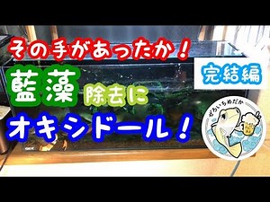 緑のじゅうたん？否！藍藻！オキシドールを使って撃退できるのか？Cyanobacteria