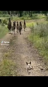 365K views · 7.2K reactions | Funny dog chasing some emu’s #aussielife #funnyreels #emu #naturelovers #SwampThing #didgeridoo #outbackaustralia | Gettin Didgee | Facebook