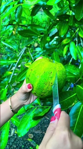 Avocado Fruit #avocado
