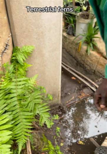 🌿 Some things you don’t even need to buy… uMother Nature usiphe khona already. In traditional and spiritual belief, this small terrestrial fern is seen as something that can cleanse, protect, and bring back balance when things feel heavy or off around you. And scientifically, what makes it even more interesting is that plants like ferns release natural compounds and grow in very humid, shaded environments that are linked with calmer air, softer surroundings, and a nervous system reset for human