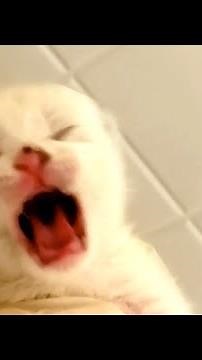 Newborn kitten yells because of constipation