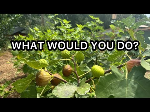 My Fig Trees Are OUT OF CONTROL! 🌳 How Should I Prune Them?