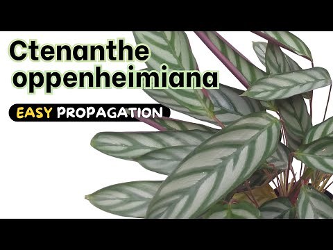 Ctenanthe oppenheimiana / Calathea oppenheimiana - FASTEST Propagation
