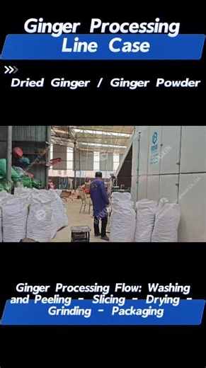 Ginger Processing Line / Dried Ginger Slices / Ginger Powder Production#ginger