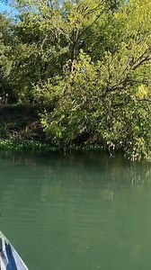 Caught so many quality frog fish this trip. The watermelon red Spro Frog has got to be my favorite color for clear water. Super underrated #sprofrog #topwaterfishing #riverbass #topwaterbass #topwaterfrog_000 | Fishing Frog