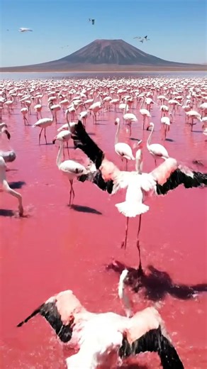 “Flamingos in Pink Waters 🦩💖 Tanzania’s Lake Natron” #nature