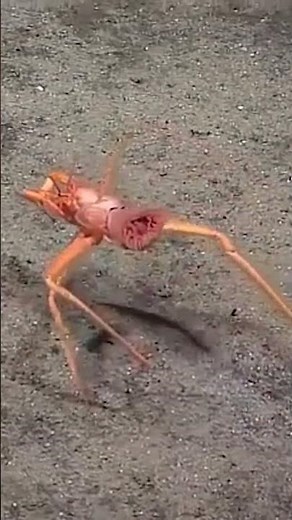 Deep-Sea Hermit Crab Uses a Living Anemone as Its Shell 🦀🌊