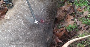 3.8K views · 43 reactions | Kill Shot! Watch our broadheads eat on this short buck hunting clip! | Flying Arrow Archery | Facebook