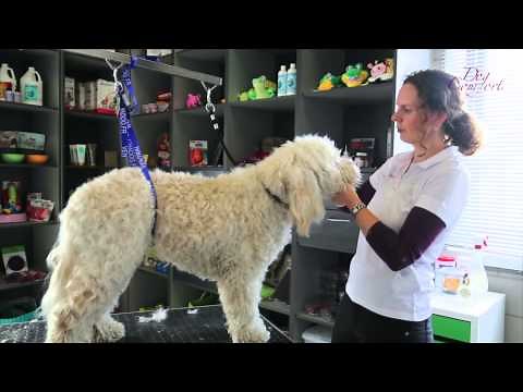 Proefles: leer zelf de ogen van je labradoodle gemakkelijk vrij te knippen