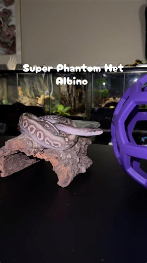 Willow my super phantom ball python #snake #ballpython #reptiles #spider