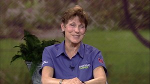 Backyard Farmer:Digging Deeper: Sunken Gardens