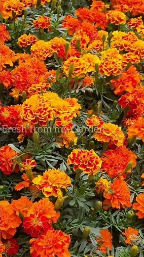 Benefits of Marigold flowers for your Garden #shorts