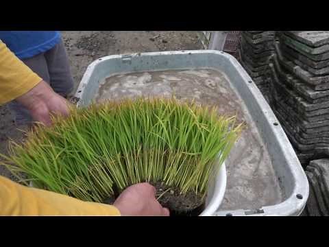 プランターで田植え お米 稲の栽培