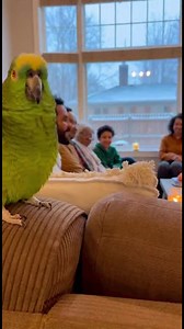 12K views · 399 reactions | Parrot Exposes Nanny's Secrets! #ParrotTalking #FunnyParrot #NannyLife #TalkingBird #ParrotComedy | Talking Parrot | Facebook