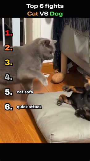 Top 6 Cat VS Dog fights #ranking #top6 #pets #cat #cats #dog #dogs #dogshorts