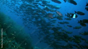 A flock school of tropical fish on the reef in search of food. Amazing, beautiful underwater marine life world of sea creatures in Maldives. Scuba diving and tourism.