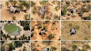 Botswana Records Fresh Elephant Deaths